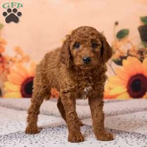 Charlie, Miniature Poodle Puppy